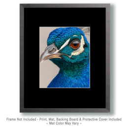 Close-Up of a Peacock Art Print