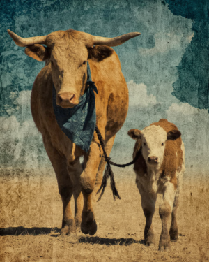 Cow Walking Her Calf - Cow Art Print