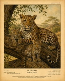 Leopard Family - Vintage Wildlife Art - Antique Nature Illustration