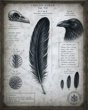 Raven Feather Study - Dark Academia Art Print