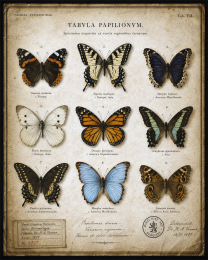 Vintage Butterfly Chart - Dark Academia Art Print
