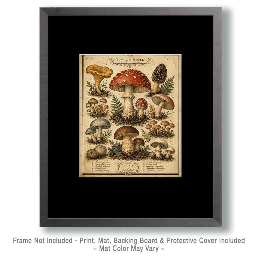 Fungi of the Forest Vintage Mushroom Poster Home Decor - Image 2