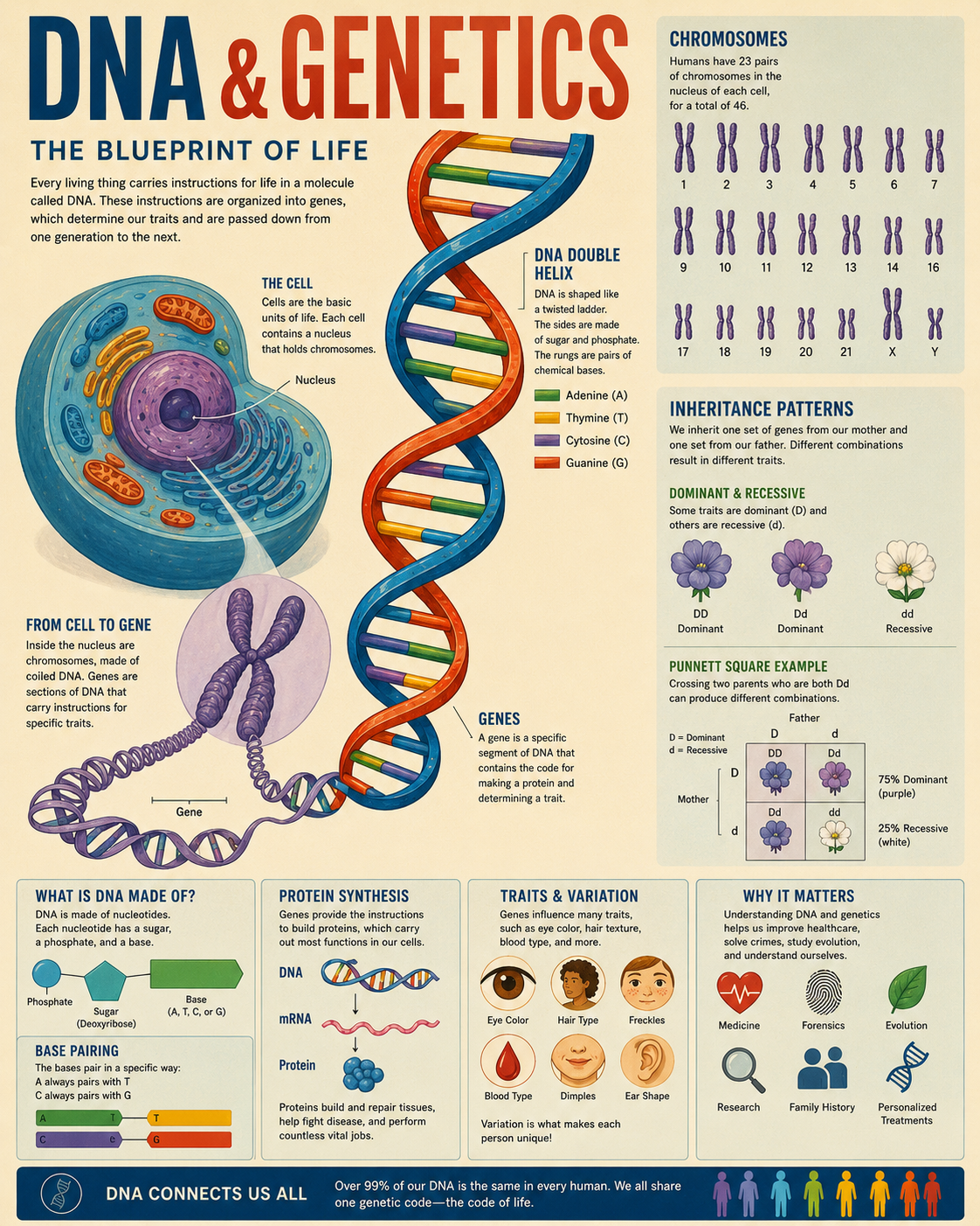 Infographic Explaining DNA and Genetics Matted Art Prints for Classrooms