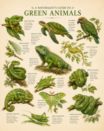 naturalist's guide to green animals matted art print - colorful wildlife identification guide