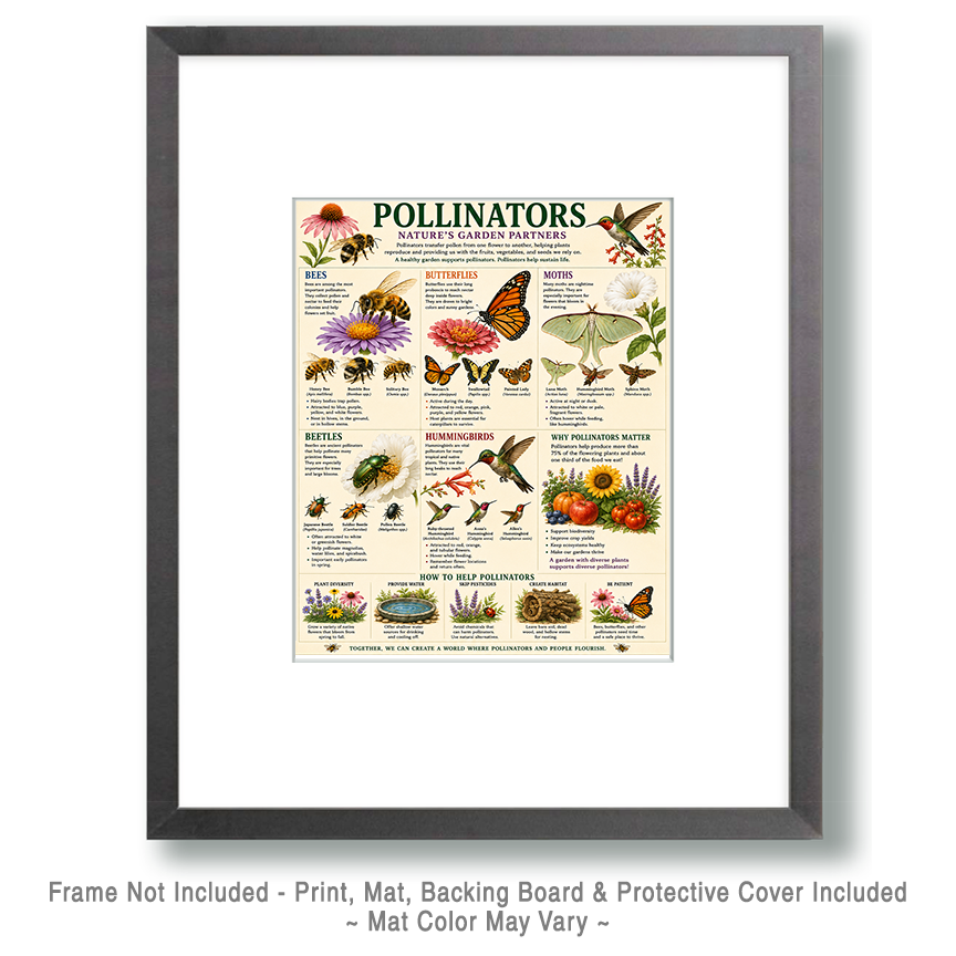 Scientific Chart of Pollinators - Bees - Butterflies - Moths - Beetles and Hummingbirds - Educational Garden Ecology Poster Matted Art Prints for Classrooms - Image 2